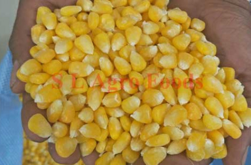 Sweet Corn
